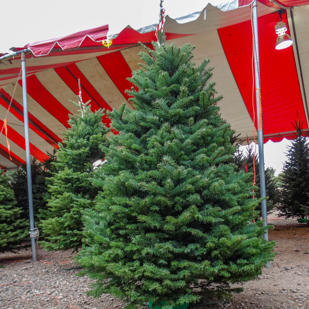 Noble Fir Christmas Tree